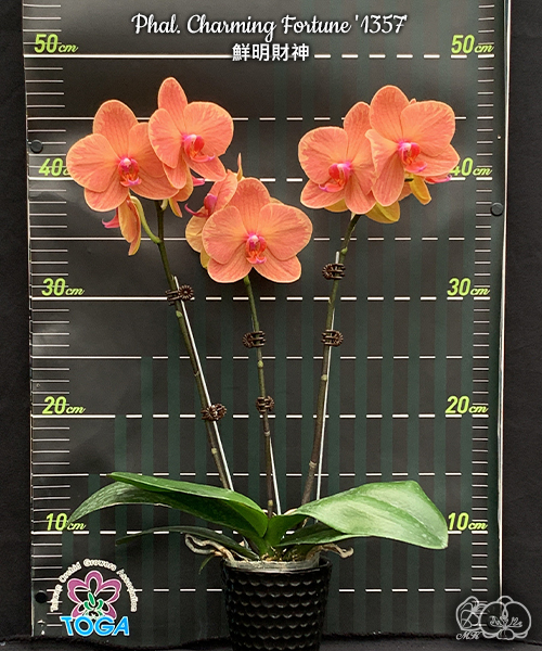 美琪園藝Miki Orchid - 品種詳細頁